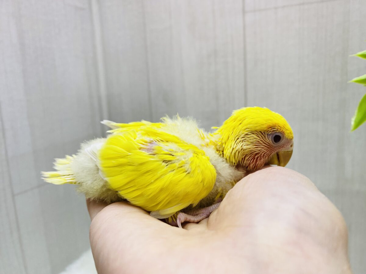 コザクラインコ（小桜インコ）
