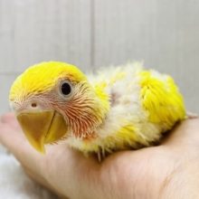 ✨みんなにパワーをお届け☀️明るさMaxコザクラインコ❤️