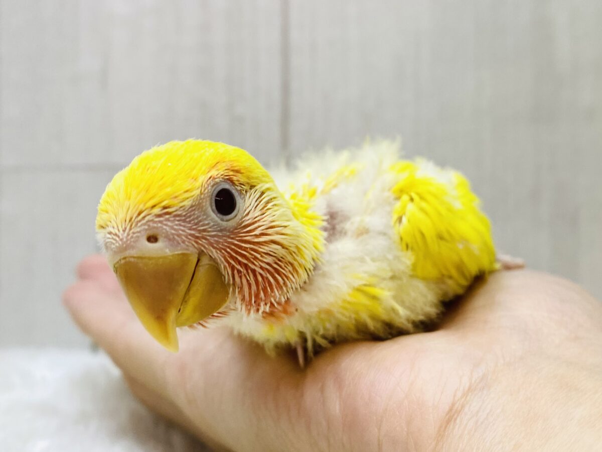 ✨みんなにパワーをお届け☀️明るさMaxコザクラインコ❤️