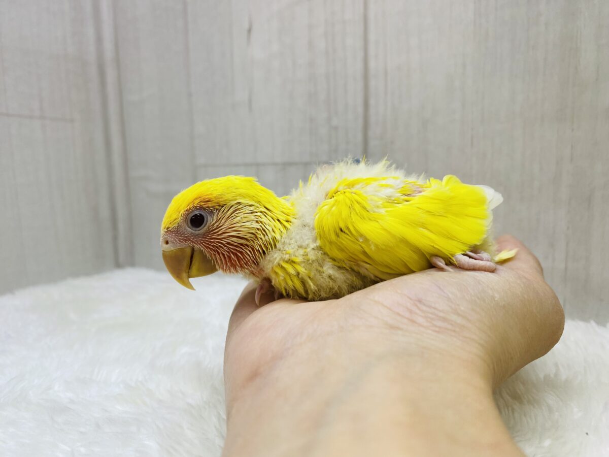 コザクラインコ（小桜インコ）