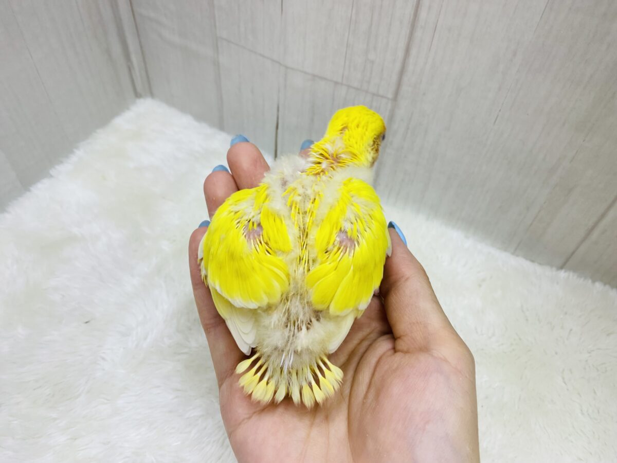 コザクラインコ（小桜インコ）