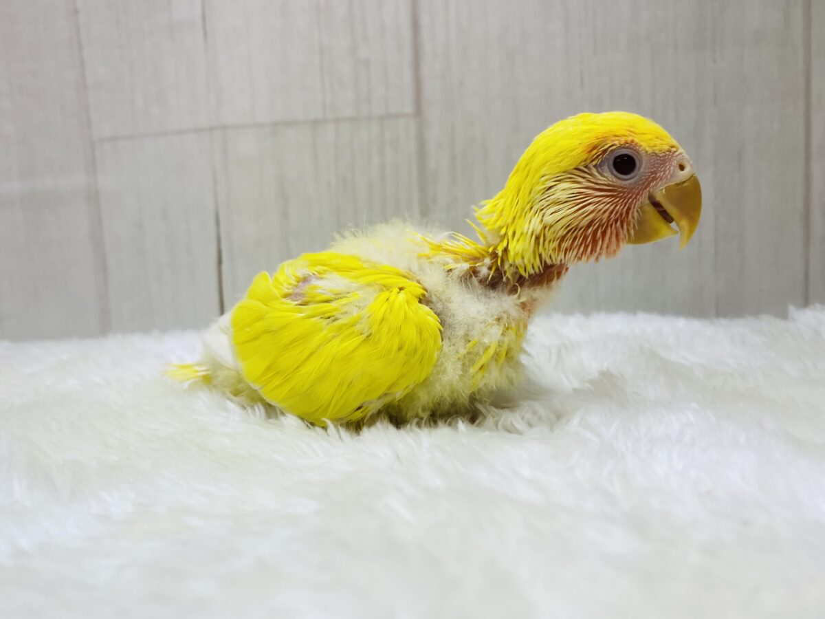 コザクラインコ（小桜インコ）