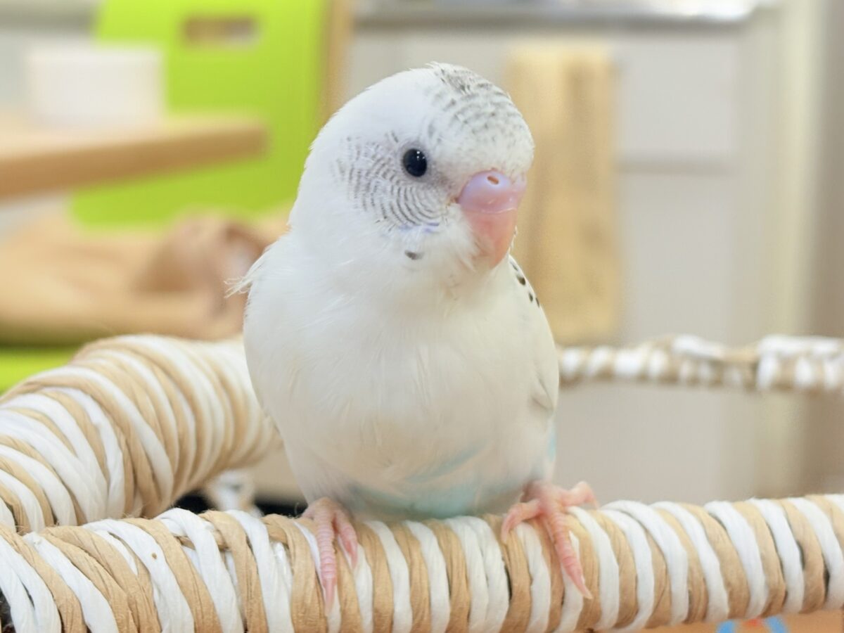 【最新画像】ニコニコならまかせて💪✨セキセイインコ(白ハルクイン)ヒナ セキセイインコ