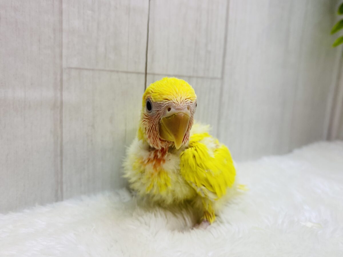 コザクラインコ（小桜インコ）