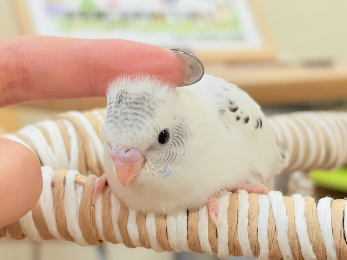 【最新画像】ニコニコならまかせて💪✨セキセイインコ(白ハルクイン)ヒナ セキセイインコ