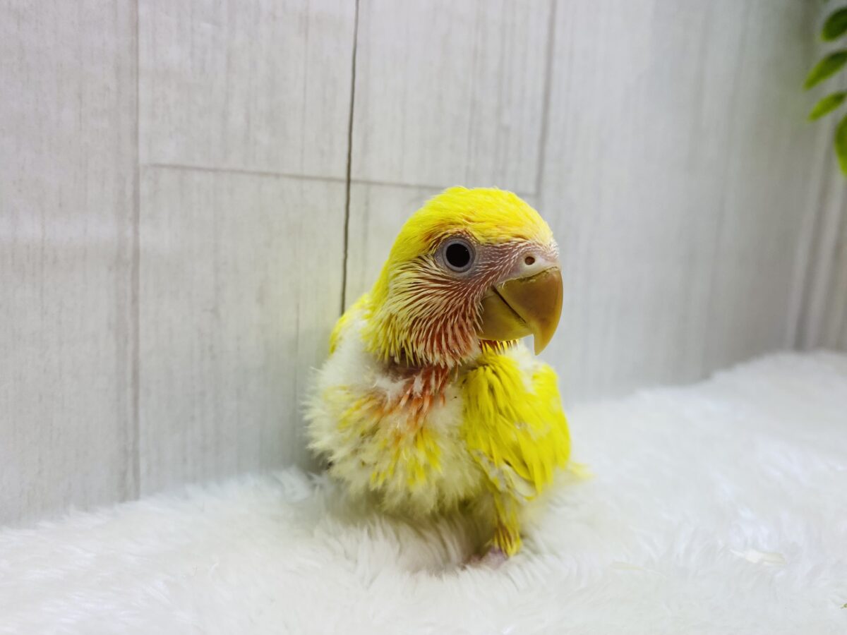 コザクラインコ（小桜インコ）