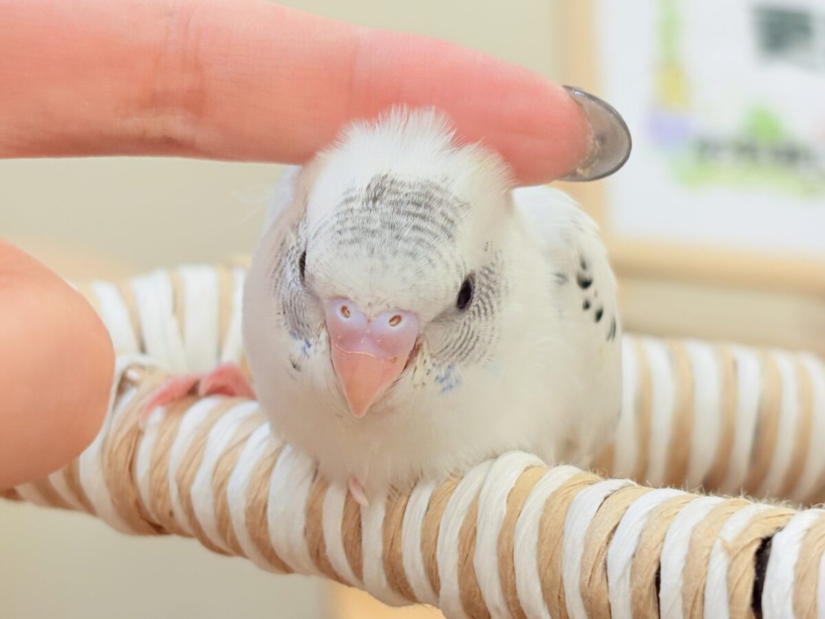 【最新画像】ニコニコならまかせて💪✨セキセイインコ(白ハルクイン)ヒナ セキセイインコ