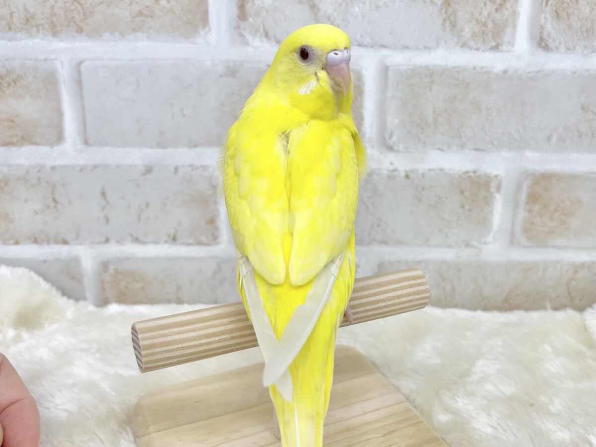 【🆙最新画像あり‼️】キラキラピカピカ🌟🌟🌟 セキセイインコ(ルチノー) セキセイインコ
