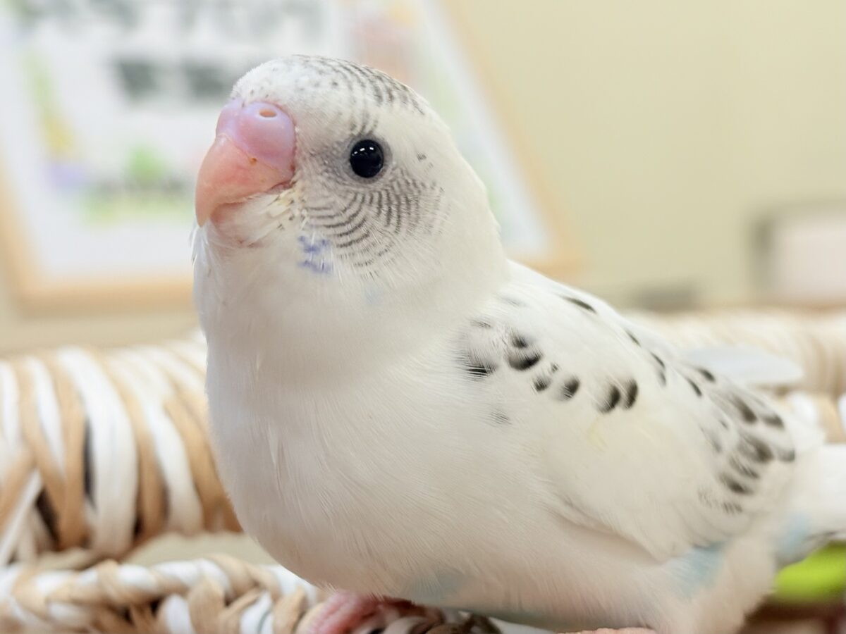 【最新画像】ニコニコならまかせて💪✨セキセイインコ(白ハルクイン)ヒナ セキセイインコ