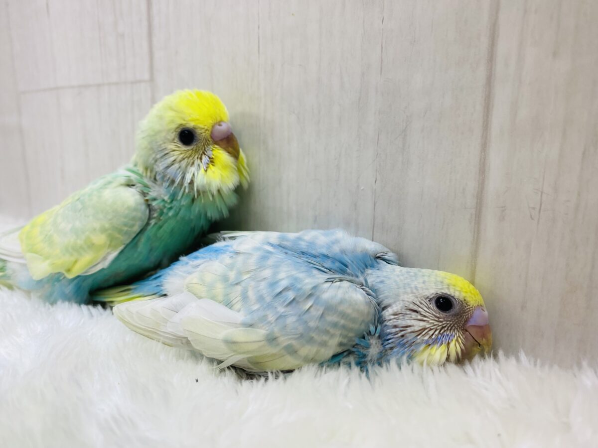セキセイインコ