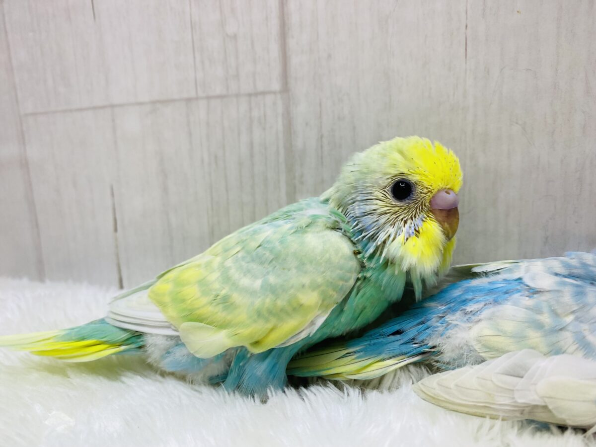 セキセイインコ