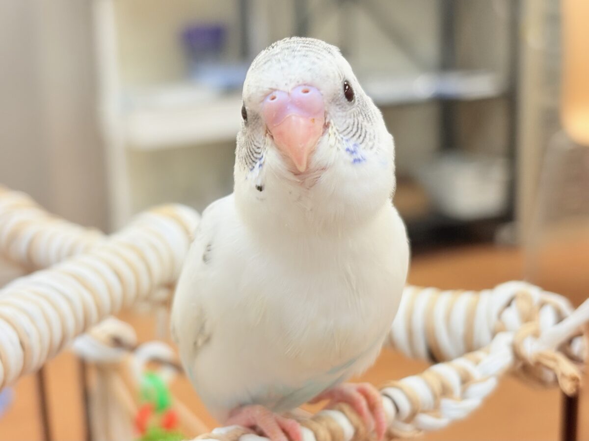 【最新画像】ニコニコならまかせて💪✨セキセイインコ(白ハルクイン)ヒナ セキセイインコ