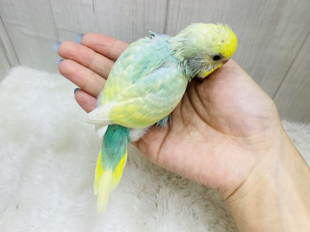 セキセイインコ