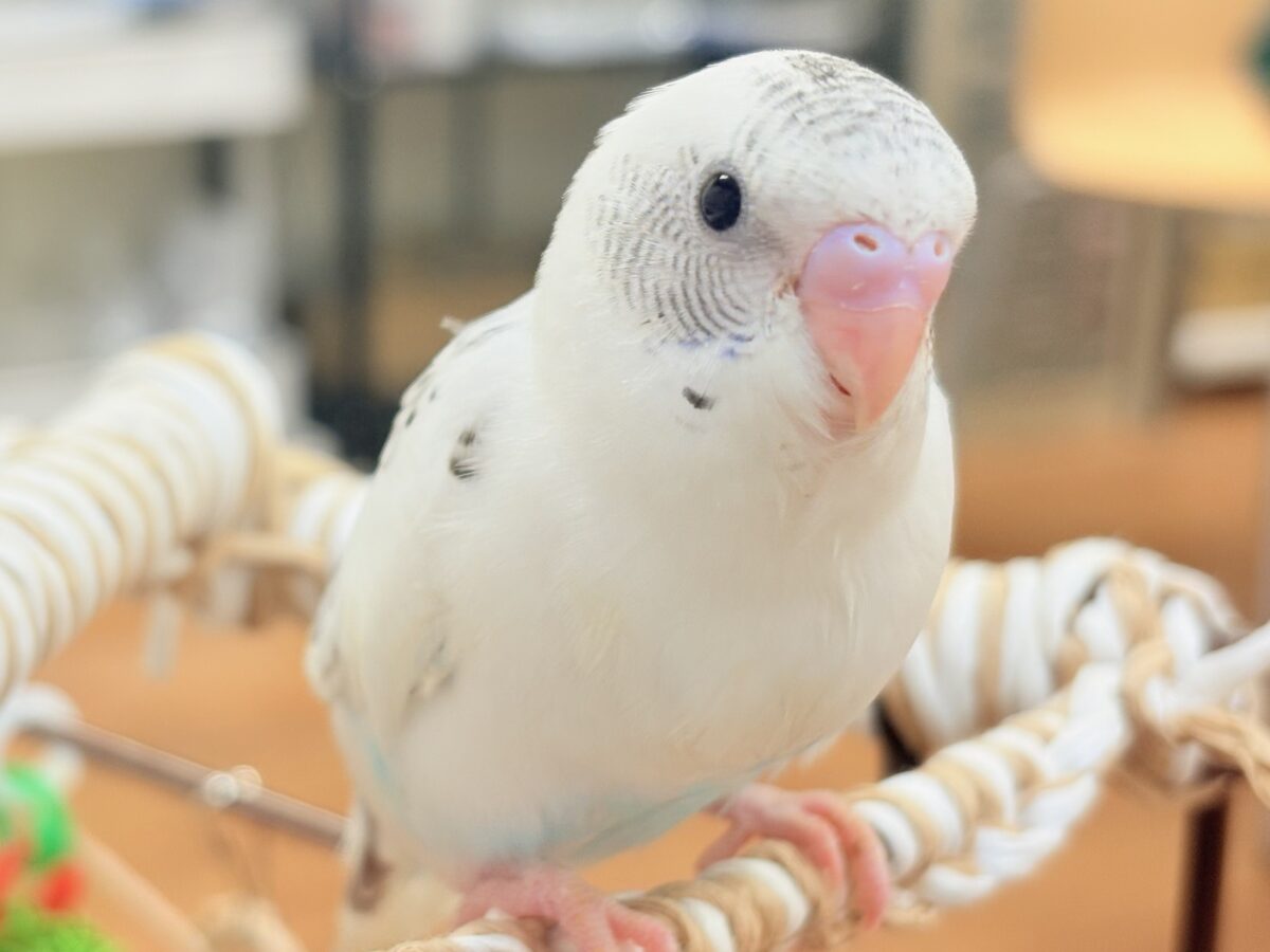 【最新画像】ニコニコならまかせて💪✨セキセイインコ(白ハルクイン)ヒナ セキセイインコ