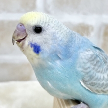【🆙最新画像あり‼️】ニコッとスマイル😊🎶　セキセイインコ（パステルレインボー）
