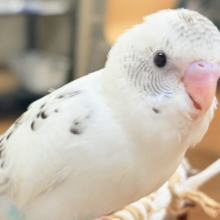 【最新画像】ニコニコならまかせて💪✨セキセイインコ（白ハルクイン）ヒナ