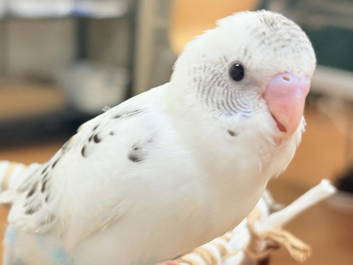 【最新画像】ニコニコならまかせて💪✨セキセイインコ(白ハルクイン)ヒナ セキセイインコ