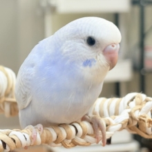 おててにくっ付いていくよ～🩵セキセイインコ（スパングル）ヒナ