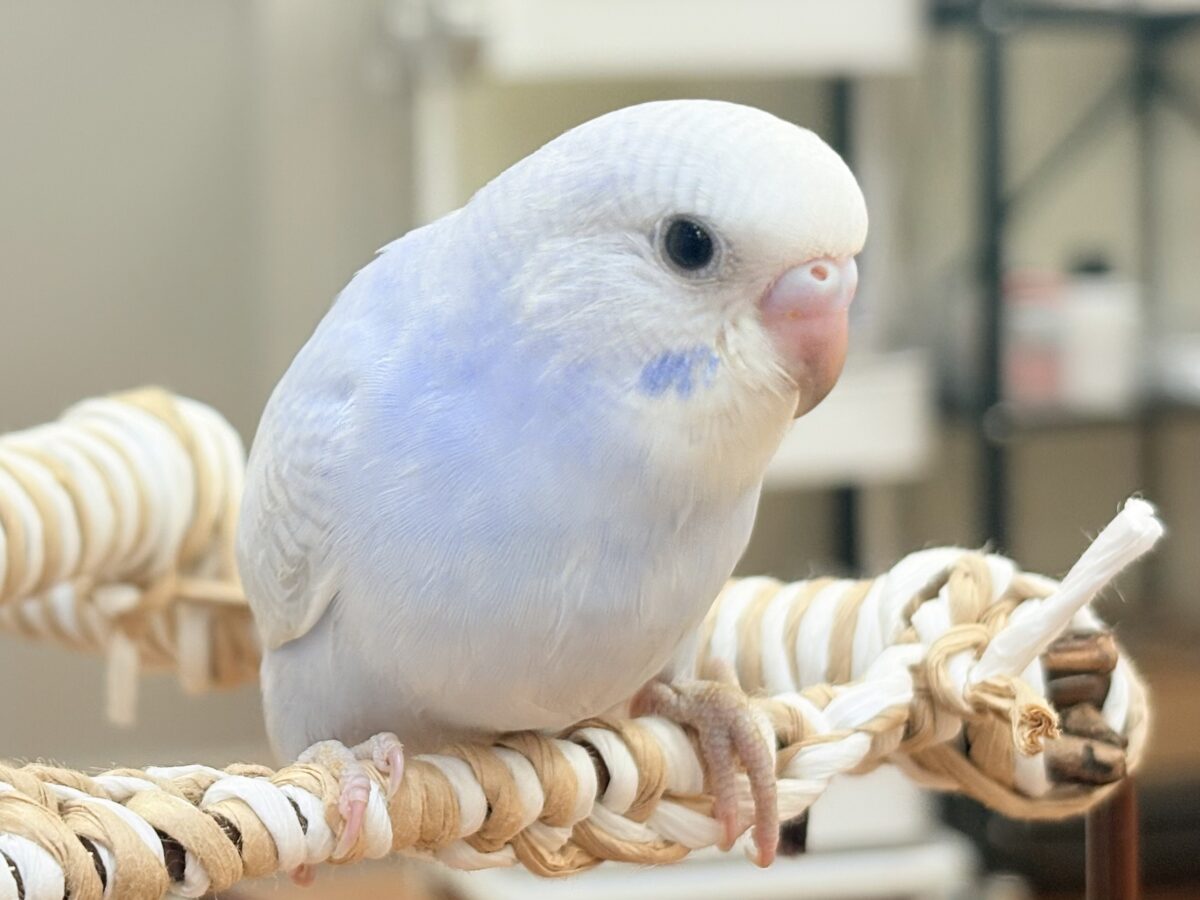 おててにくっ付いていくよ~🩵セキセイインコ(スパングル)ヒナ セキセイインコ