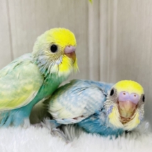 カラフルキャンディ〜🍬🍭セキセイインコパステルちゃんず💕