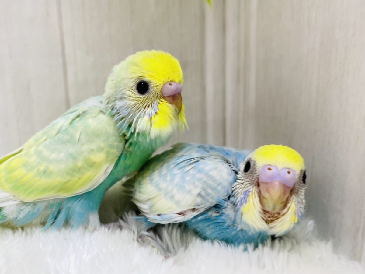 カラフルキャンディ〜🍬🍭セキセイインコパステルちゃんず💕