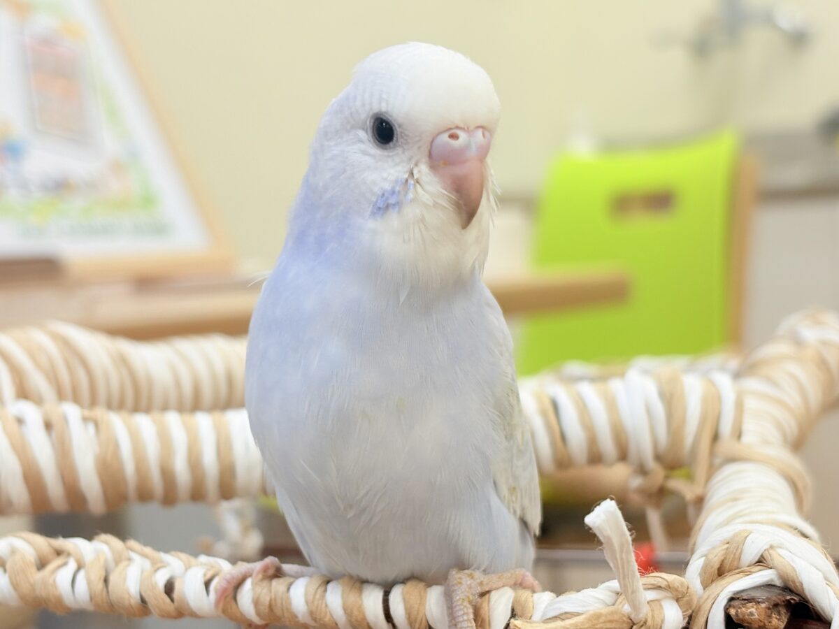 おててにくっ付いていくよ~🩵セキセイインコ(スパングル)ヒナ セキセイインコ