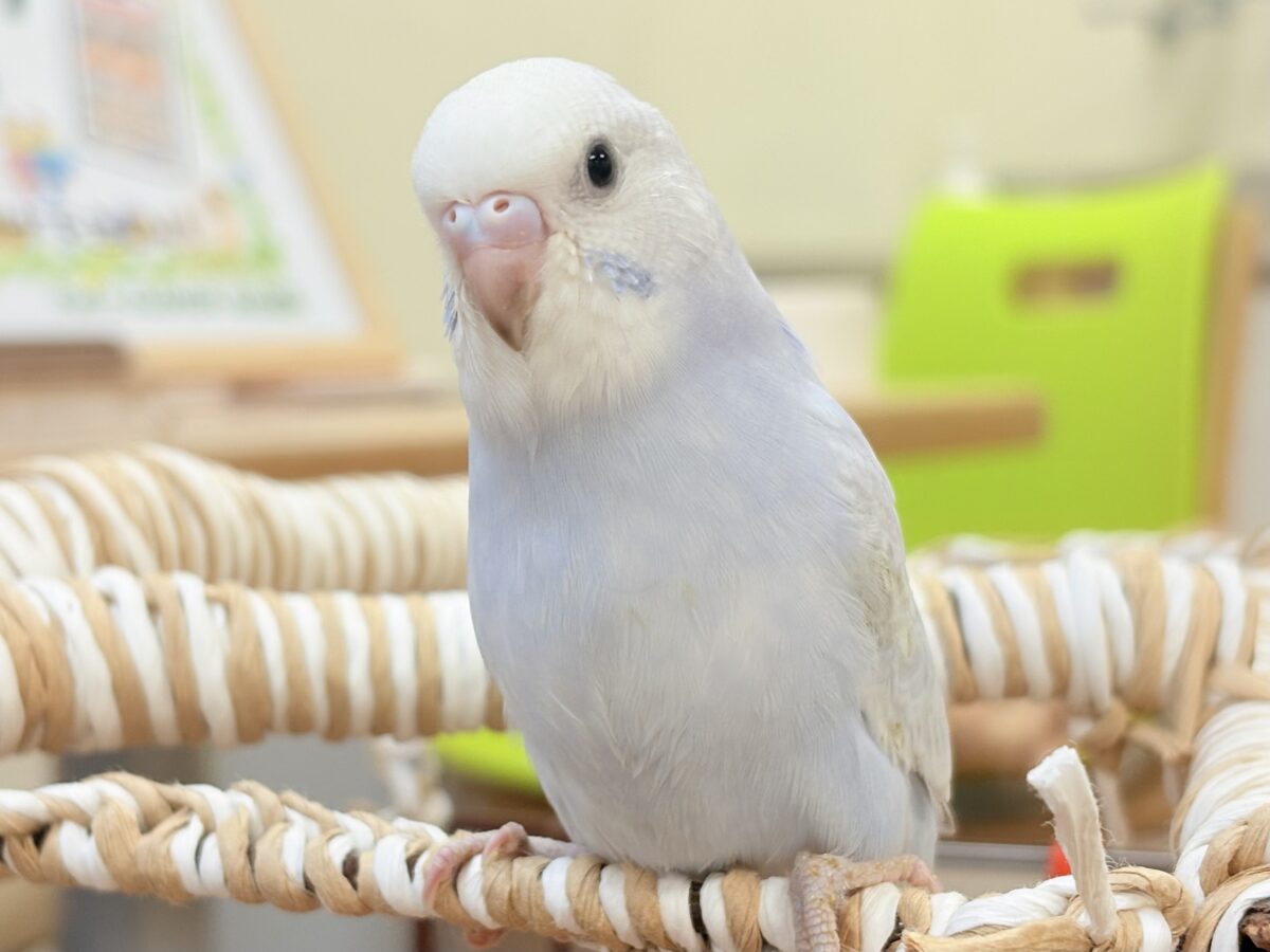 おててにくっ付いていくよ~🩵セキセイインコ(スパングル)ヒナ セキセイインコ