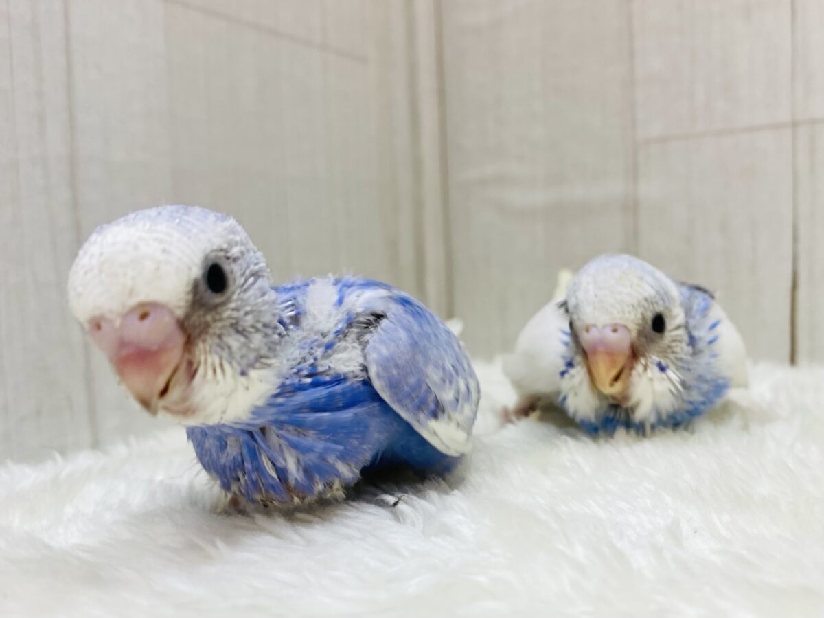 セキセイインコ