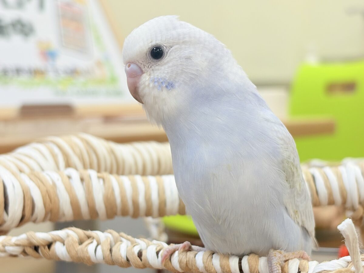 おててにくっ付いていくよ~🩵セキセイインコ(スパングル)ヒナ セキセイインコ