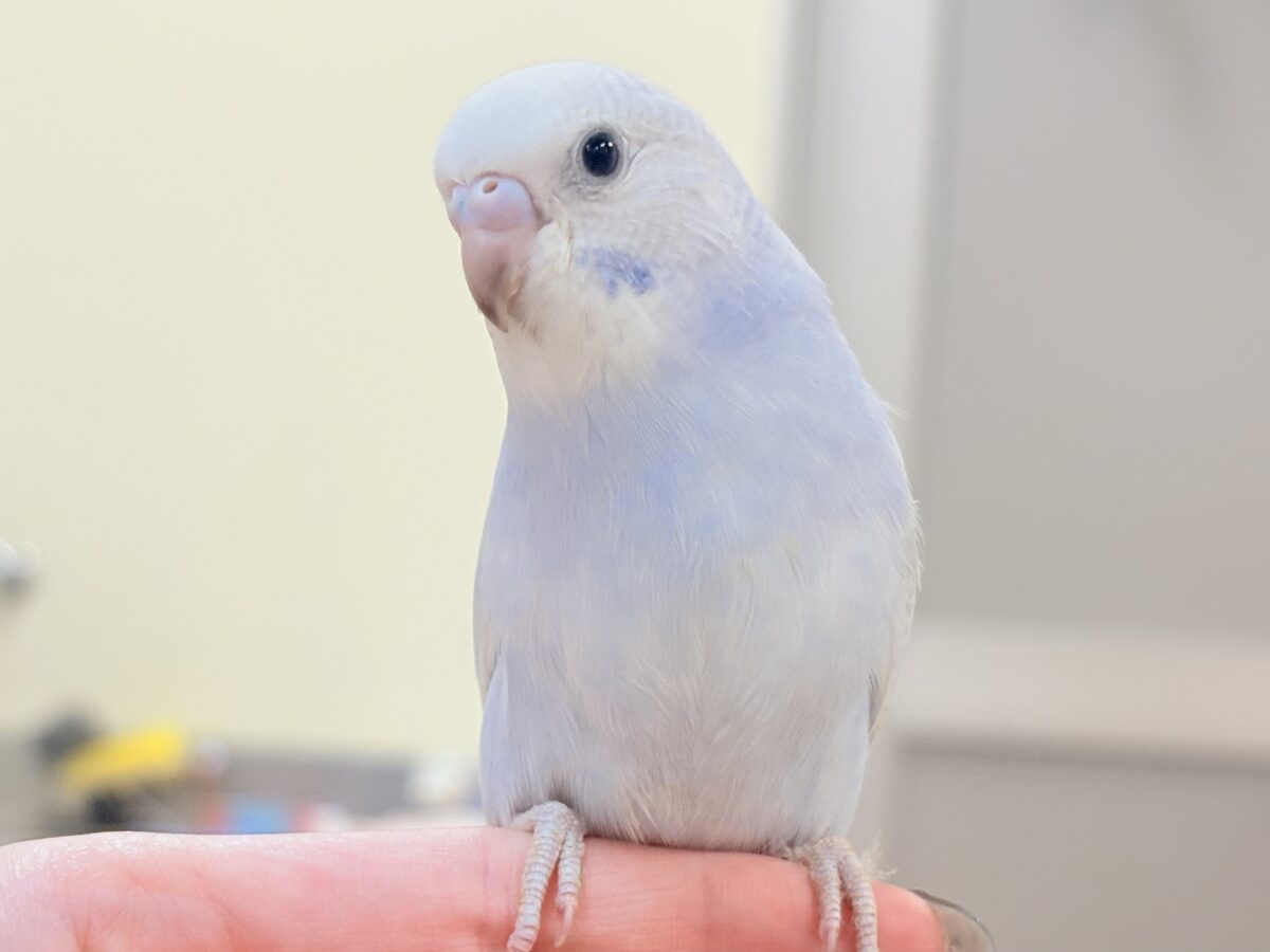 おててにくっ付いていくよ~🩵セキセイインコ(スパングル)ヒナ セキセイインコ