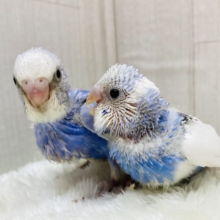 性格は正反対⁉️セキセイインコ爽やかブルーチーム💙