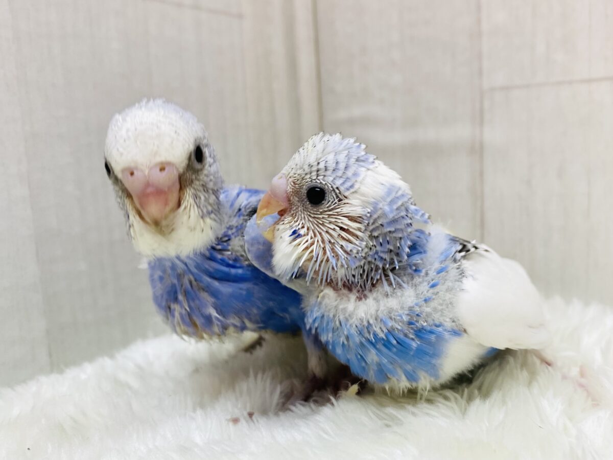 性格は正反対⁉️セキセイインコ爽やかブルーチーム💙