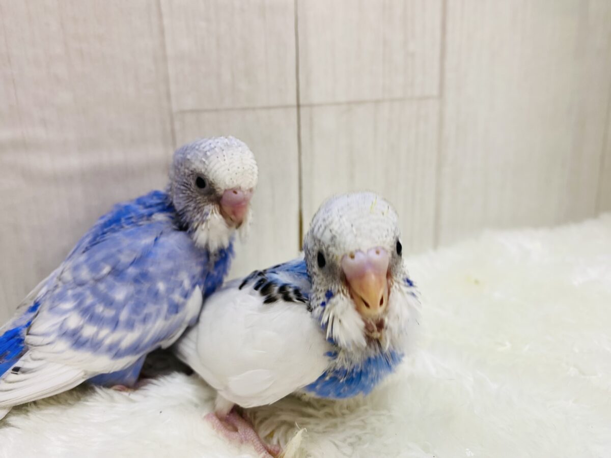 セキセイインコ