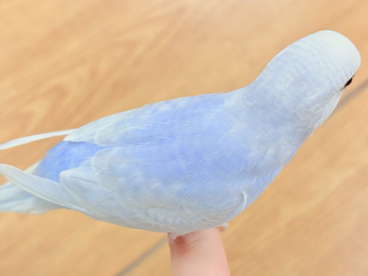 おててにくっ付いていくよ~🩵セキセイインコ(スパングル)ヒナ セキセイインコ