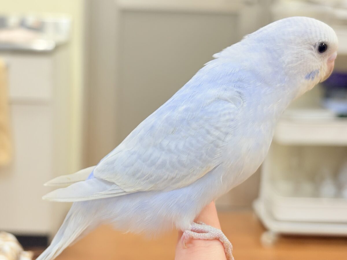 おててにくっ付いていくよ~🩵セキセイインコ(スパングル)ヒナ セキセイインコ