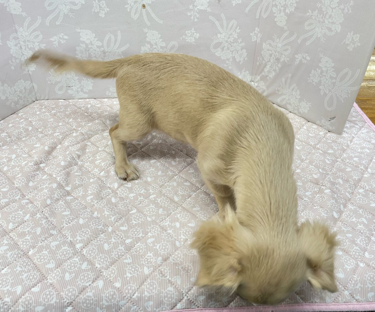 チワックス