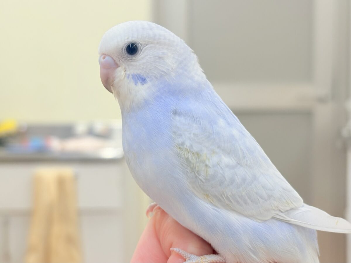 おててにくっ付いていくよ~🩵セキセイインコ(スパングル)ヒナ セキセイインコ