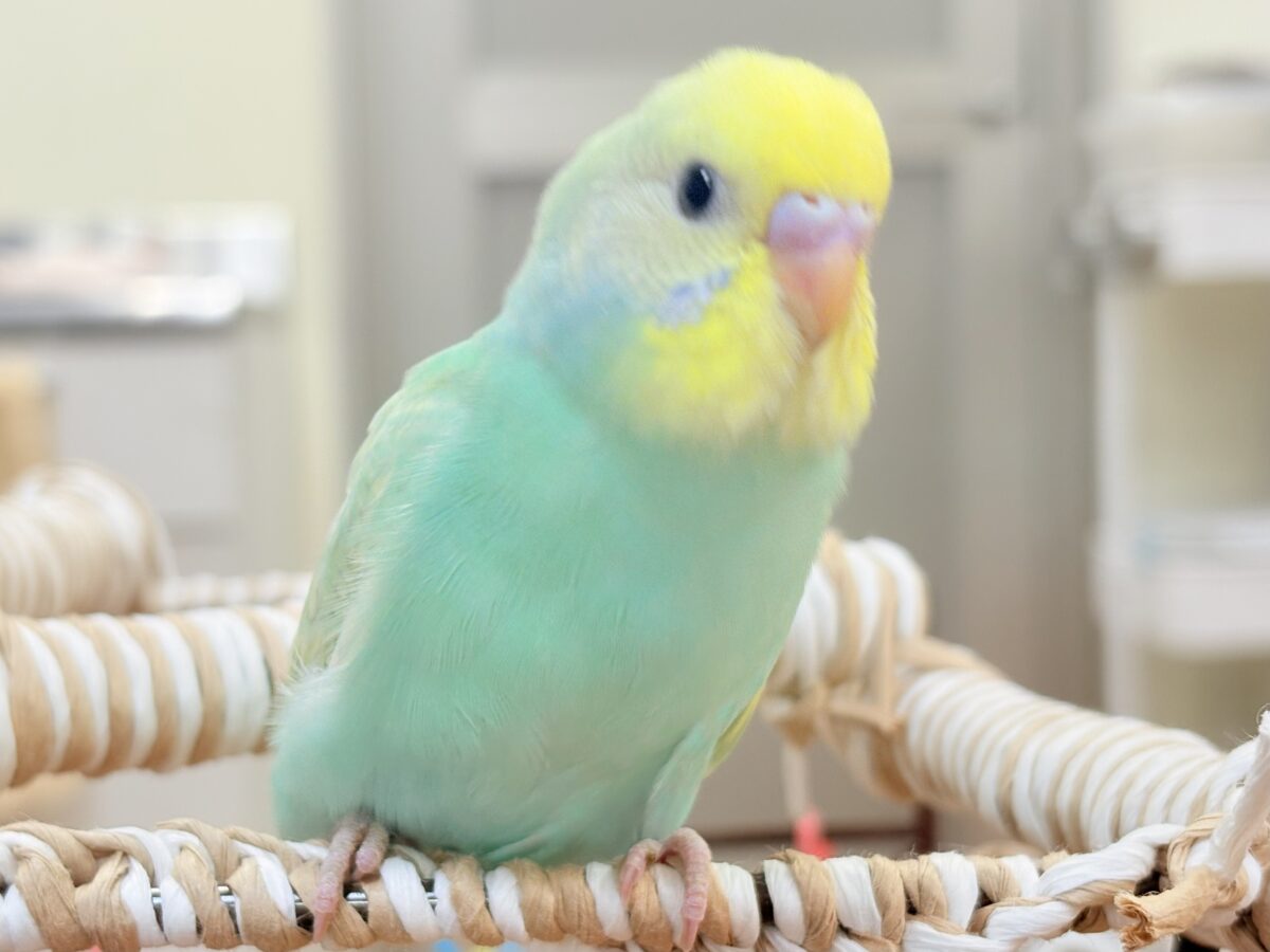 好奇心旺盛だよ💛セキセイインコ(パステルレインボースパングル)ヒナ セキセイインコ
