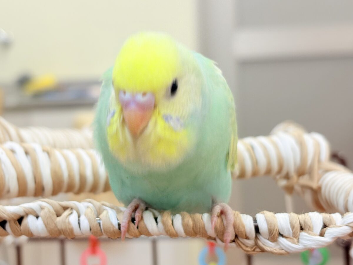 好奇心旺盛だよ💛セキセイインコ(パステルレインボースパングル)ヒナ セキセイインコ