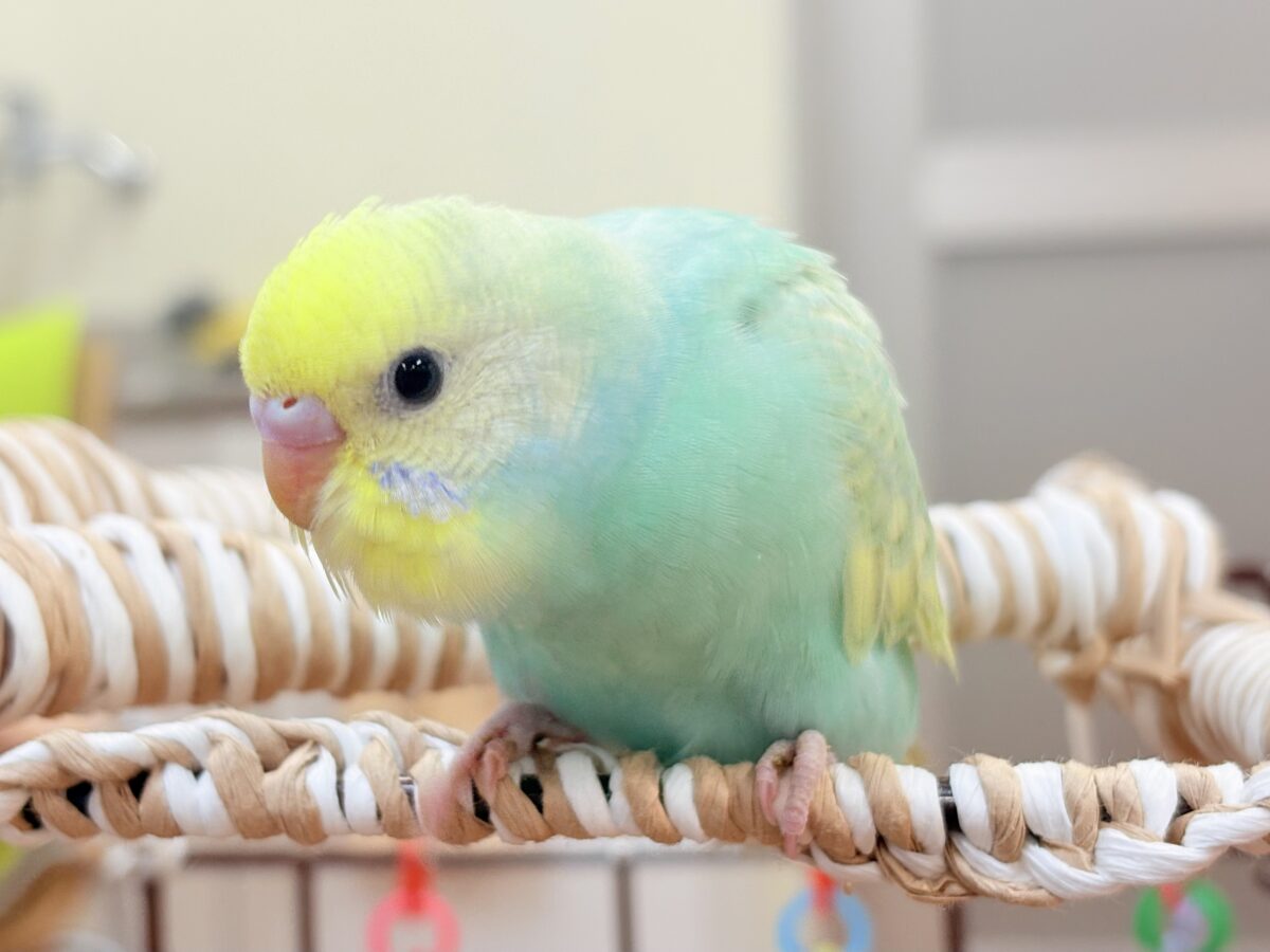 好奇心旺盛だよ💛セキセイインコ(パステルレインボースパングル)ヒナ セキセイインコ