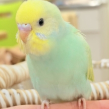 好奇心旺盛だよ💛セキセイインコ（パステルレインボースパングル）ヒナ