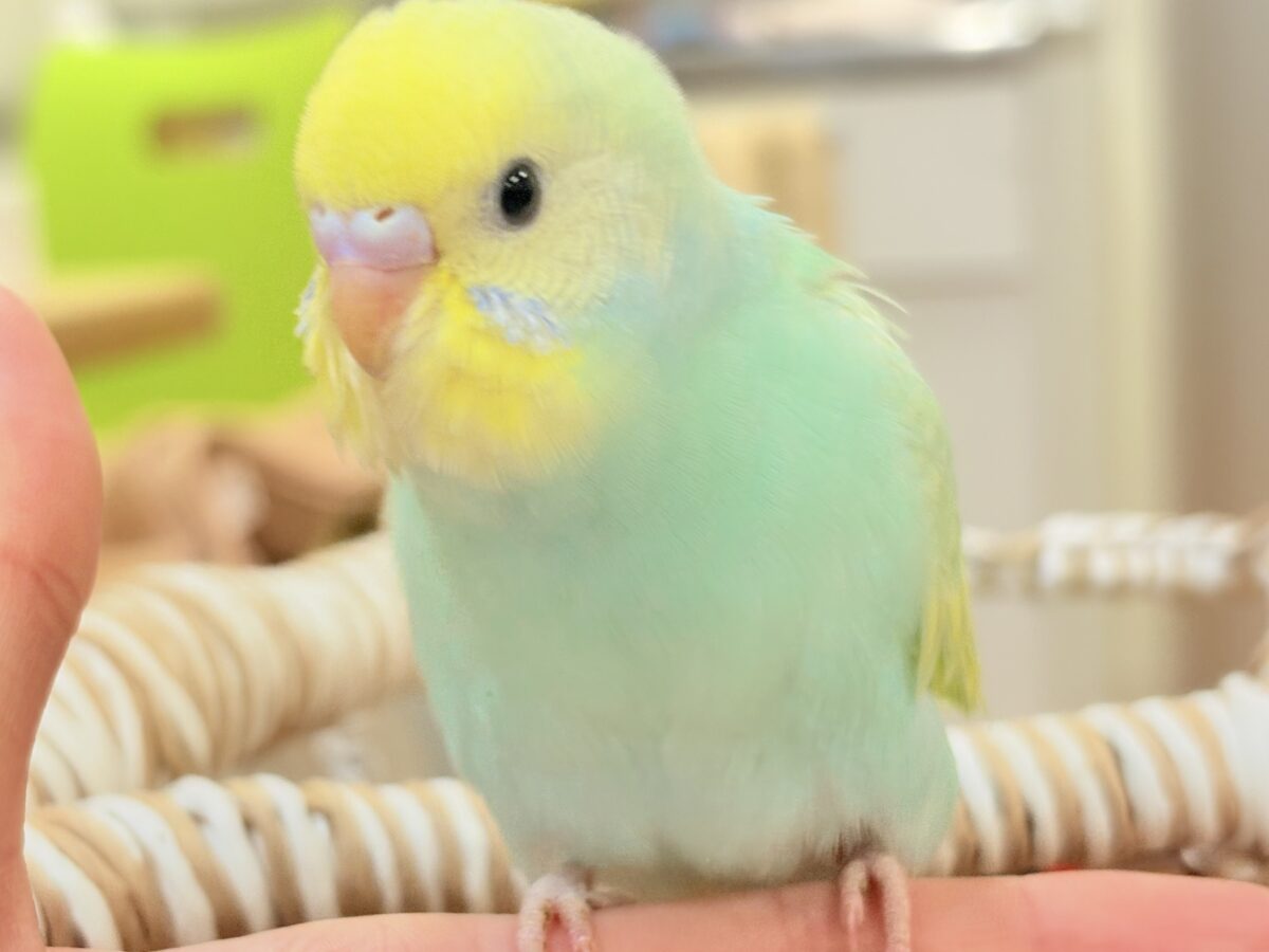 好奇心旺盛だよ💛セキセイインコ(パステルレインボースパングル)ヒナ セキセイインコ