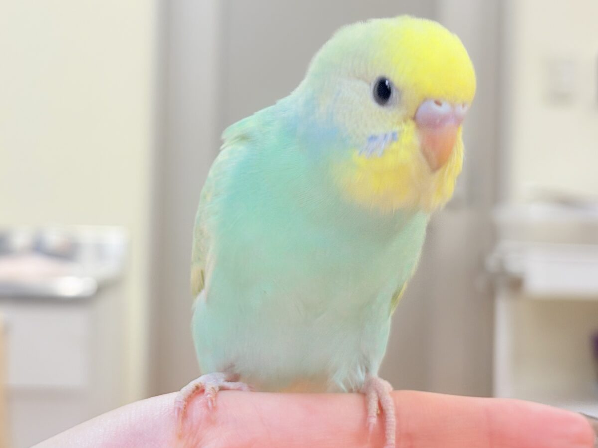 好奇心旺盛だよ💛セキセイインコ(パステルレインボースパングル)ヒナ セキセイインコ