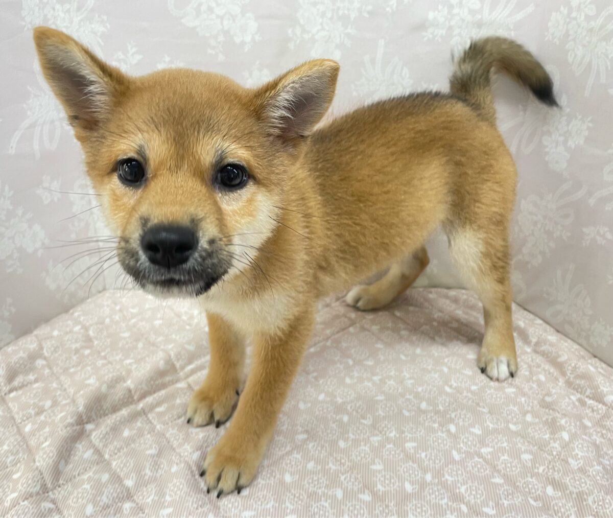 💚しっぽフリフリ💚柴犬(赤)💖女の子💖2026年5月16日生まれ 柴犬
