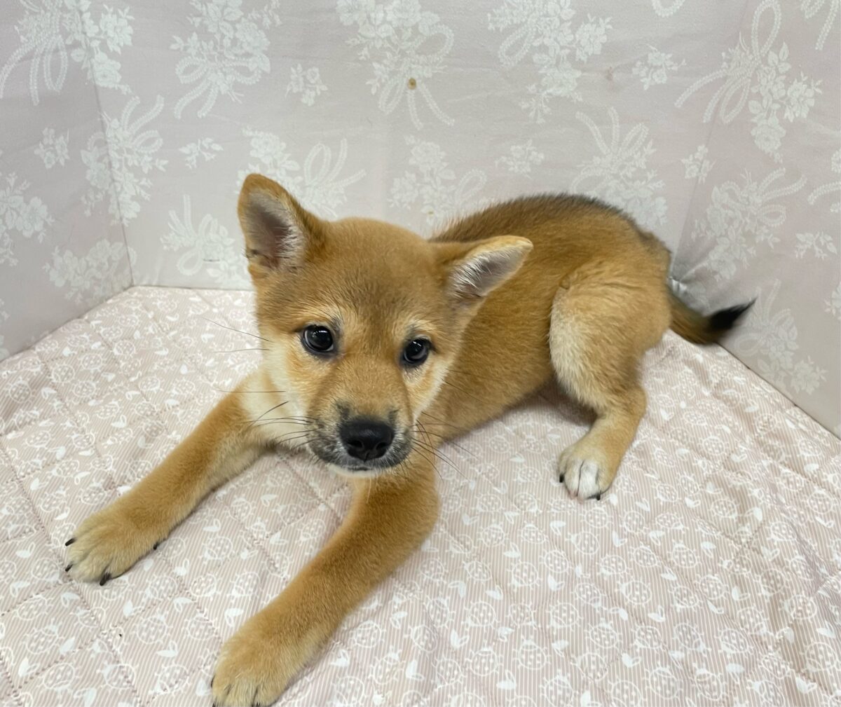 💚しっぽフリフリ💚柴犬(赤)💖女の子💖2026年5月16日生まれ 柴犬