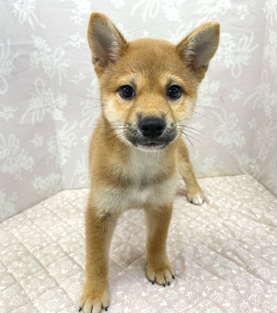💚しっぽフリフリ💚柴犬(赤)💖女の子💖2026年5月16日生まれ 柴犬