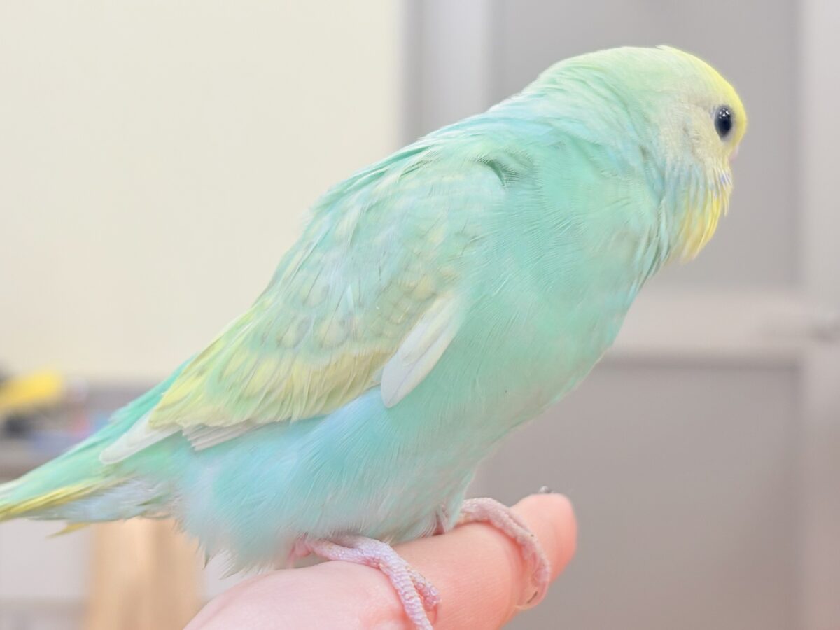 好奇心旺盛だよ💛セキセイインコ(パステルレインボースパングル)ヒナ セキセイインコ