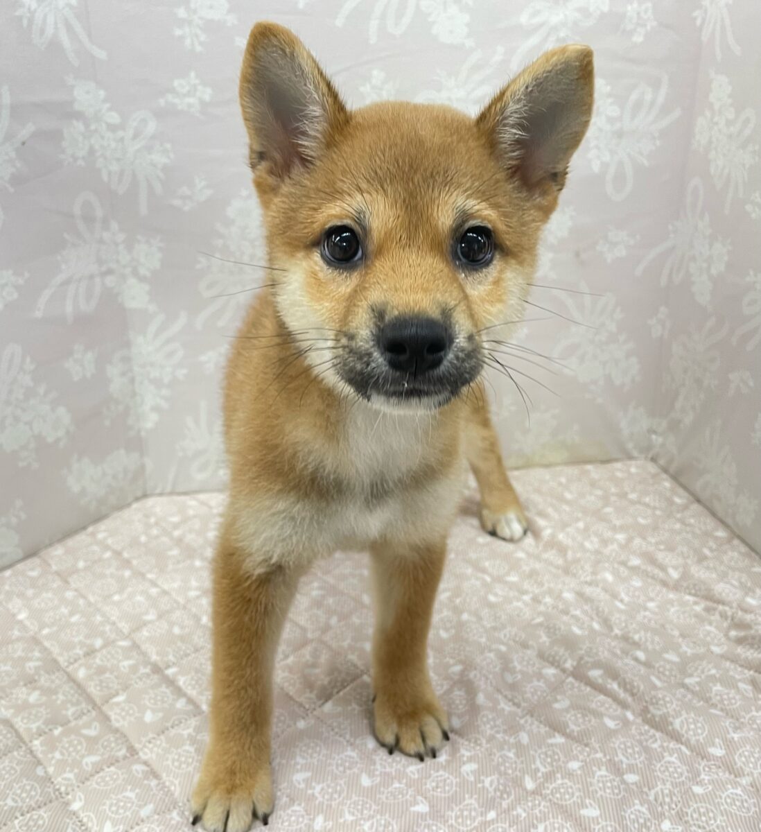 💚しっぽフリフリ💚柴犬(赤)💖女の子💖2026年5月16日生まれ 柴犬