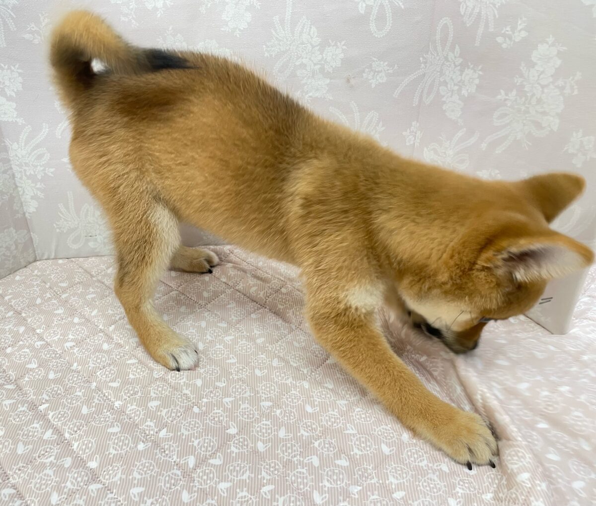 💚しっぽフリフリ💚柴犬(赤)💖女の子💖2026年5月16日生まれ 柴犬