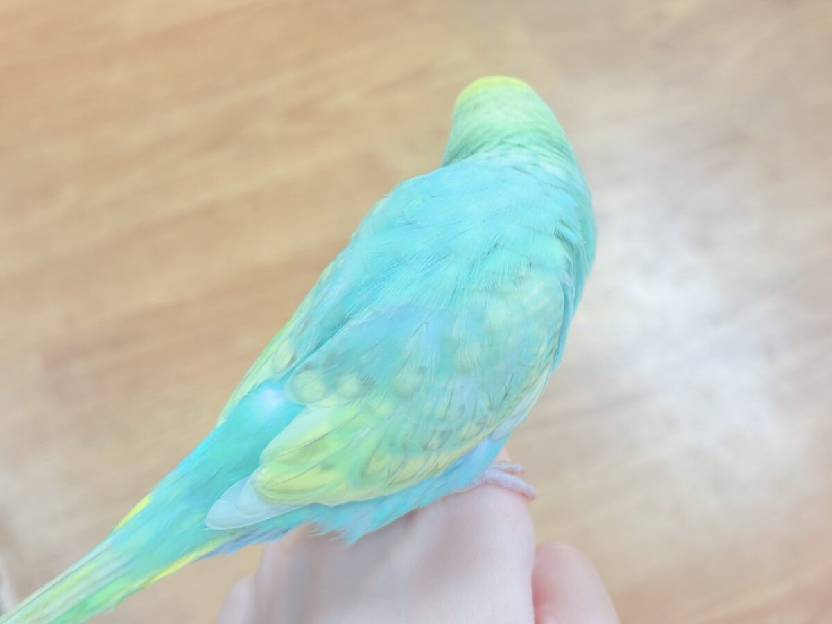 好奇心旺盛だよ💛セキセイインコ(パステルレインボースパングル)ヒナ セキセイインコ